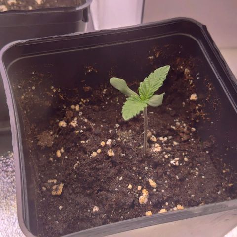 Mimosa Evo growlog timeline photo