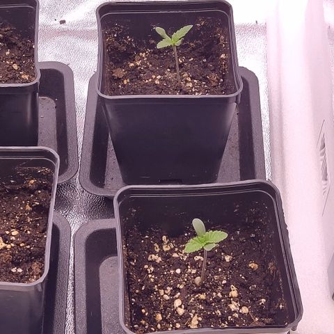 Mimosa Evo growlog timeline photo