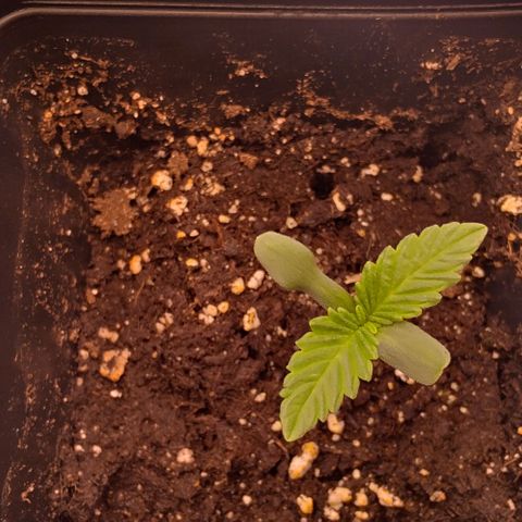 Mimosa Evo growlog timeline photo