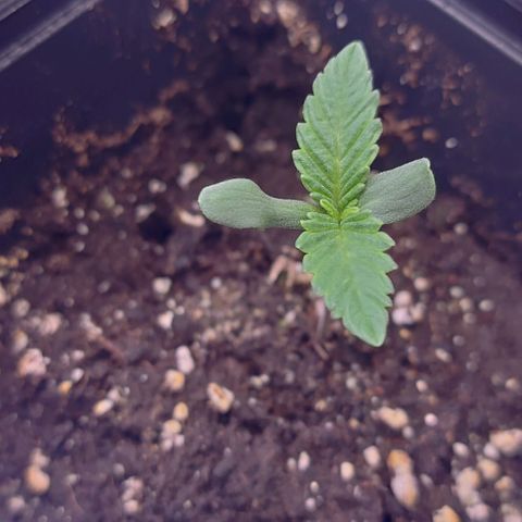 Mimosa Evo growlog timeline photo