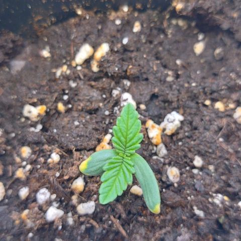 Mimosa Evo growlog timeline photo