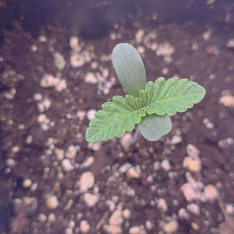 Mimosa Evo growlog timeline photo