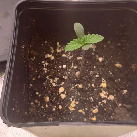 Mimosa Evo growlog timeline photo