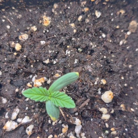 Mimosa Evo growlog timeline photo
