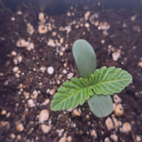 Mimosa Evo growlog timeline photo