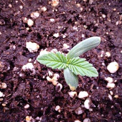 Mimosa Evo growlog timeline photo