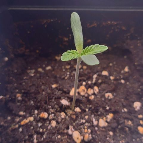 Mimosa Evo growlog timeline photo