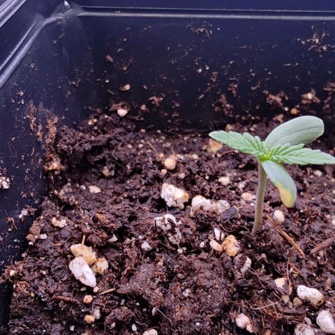 Mimosa Evo growlog timeline photo