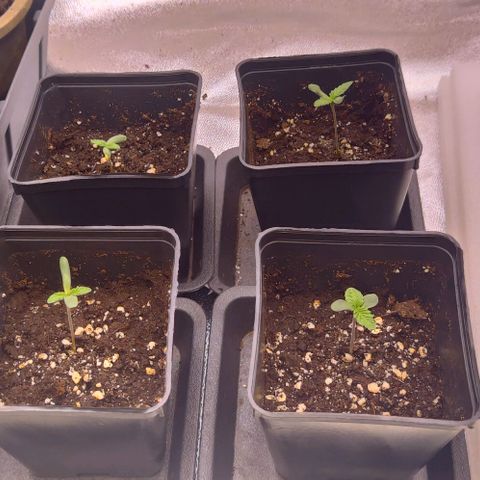Mimosa Evo growlog timeline photo