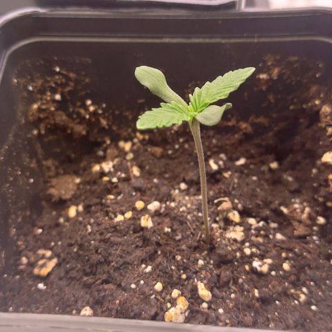Mimosa Evo growlog timeline photo