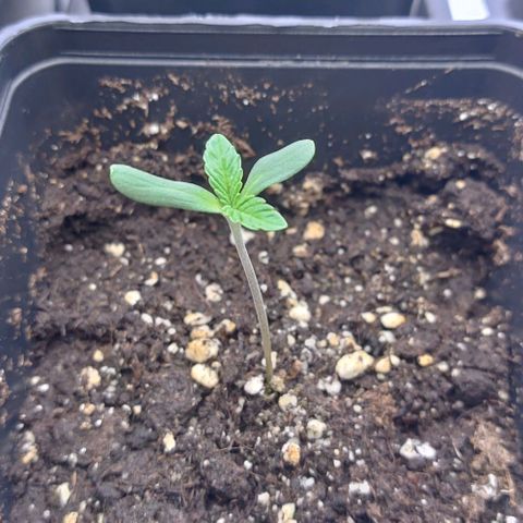 Mimosa Evo growlog timeline photo