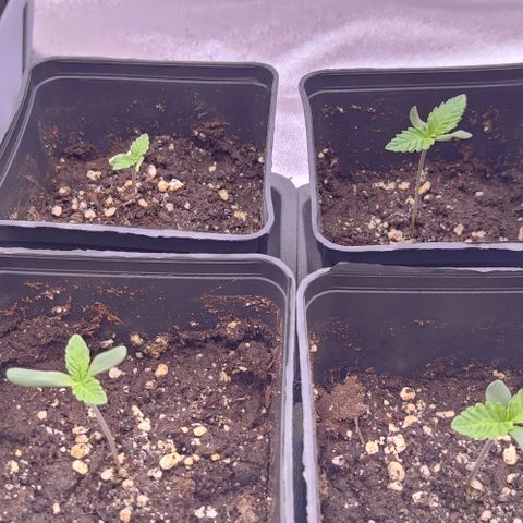 Mimosa Evo growlog photo: La petite dernière aura un retard de cro par rapport aux autres