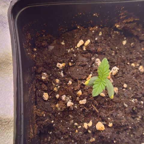 Mimosa Evo growlog photo: La petite dernière aura un retard de cro par rapport aux autres