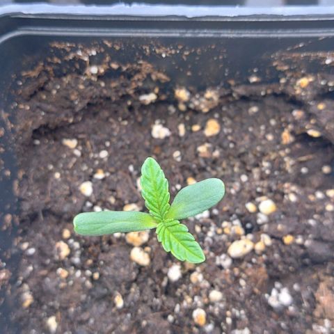 Mimosa Evo growlog timeline photo