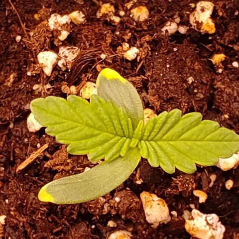 Mimosa Evo growlog photo: Départ des 2eme vraies feuilles depuis le 19/07
La petite rattape sont retard niveau feuille mais en hauteur