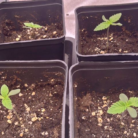 Mimosa Evo growlog photo: Départ des 2eme vraies feuilles depuis le 19/07
La petite rattape sont retard niveau feuille mais en hauteur