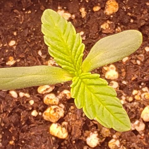 Mimosa Evo growlog photo: Départ des 2eme vraies feuilles depuis le 19/07
La petite rattape sont retard niveau feuille mais en hauteur