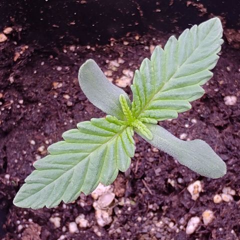 Mimosa Evo growlog photo: Départ des 2eme vraies feuilles depuis le 19/07
La petite rattape sont retard niveau feuille mais en hauteur