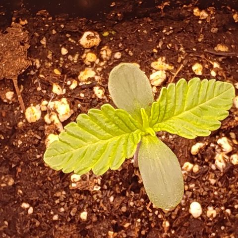 Mimosa Evo growlog photo: Départ des 2eme vraies feuilles depuis le 19/07
La petite rattape sont retard niveau feuille mais en hauteur