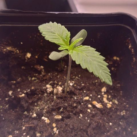 Mimosa Evo growlog photo: Les 2eme sont bien développé sur la plupart la 3eme prend un peu de retard