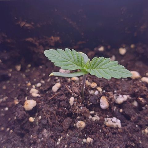 Mimosa Evo growlog photo: Les 2eme sont bien développé sur la plupart la 3eme prend un peu de retard