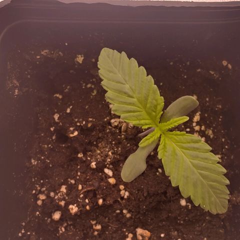 Mimosa Evo growlog photo: Les 2eme sont bien développé sur la plupart la 3eme prend un peu de retard