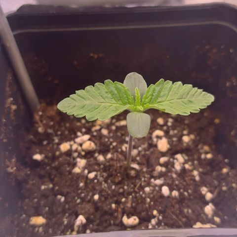 Mimosa Evo growlog photo: Les 2eme sont bien développé sur la plupart la 3eme prend un peu de retard