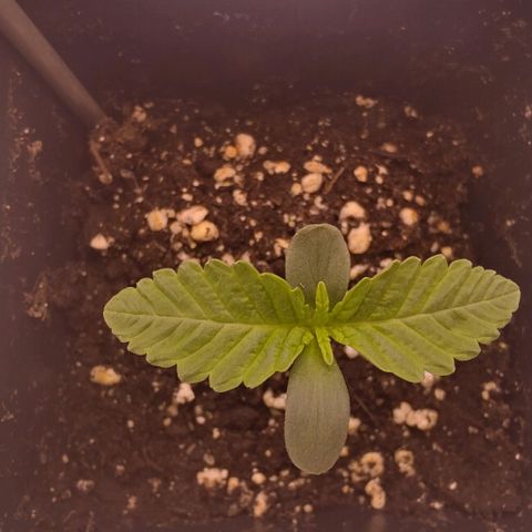Mimosa Evo growlog photo: Les 2eme sont bien développé sur la plupart la 3eme prend un peu de retard