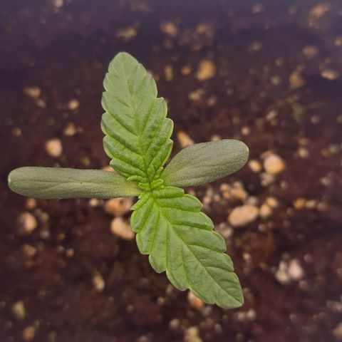 Mimosa Evo growlog photo: Les 2eme sont bien développé sur la plupart la 3eme prend un peu de retard