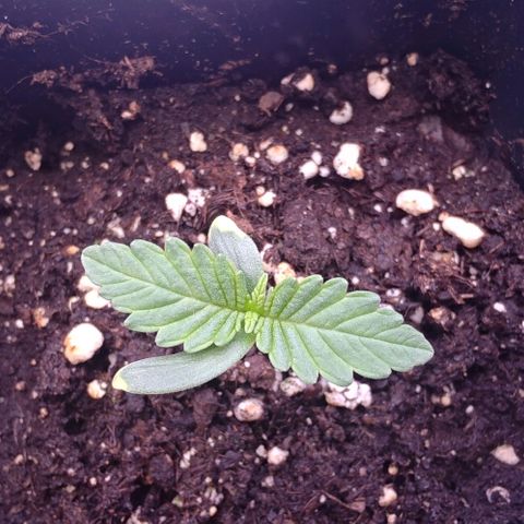 Mimosa Evo growlog photo: Les 2eme sont bien développé sur la plupart la 3eme prend un peu de retard