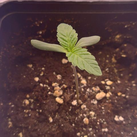 Mimosa Evo growlog photo: Les 2eme sont bien développé sur la plupart la 3eme prend un peu de retard
