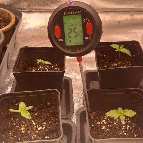 Mimosa Evo growlog photo: Les 2eme sont bien développé sur la plupart la 3eme prend un peu de retard
