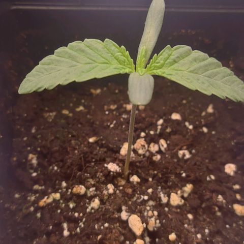 Mimosa Evo growlog timeline photo