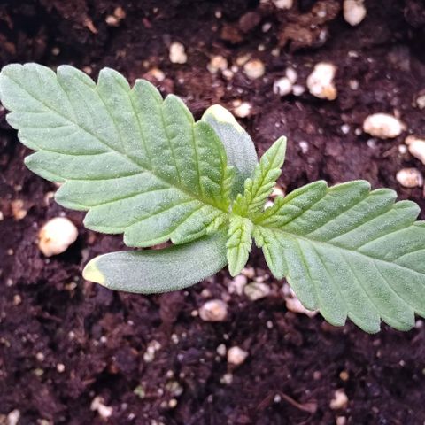 Mimosa Evo growlog timeline photo