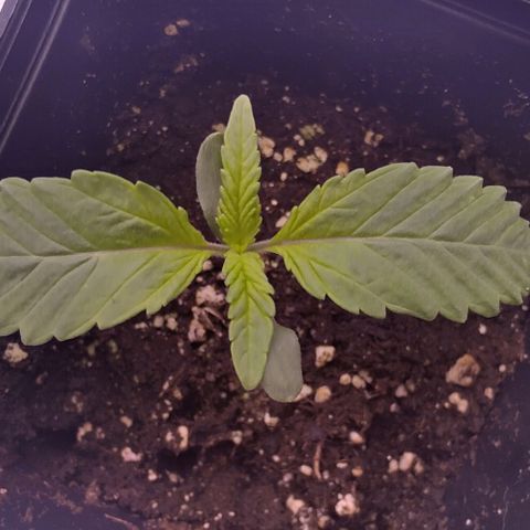Mimosa Evo growlog timeline photo