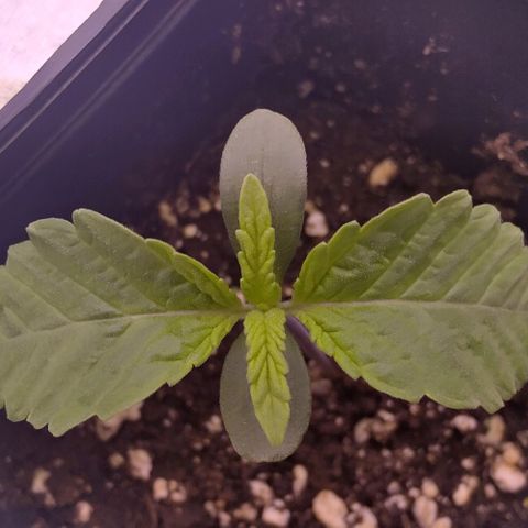 Mimosa Evo growlog timeline photo