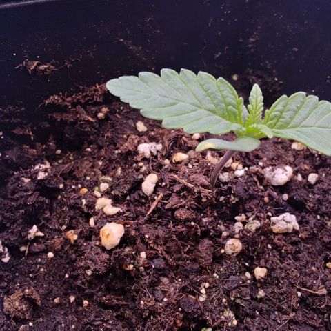 Mimosa Evo growlog timeline photo