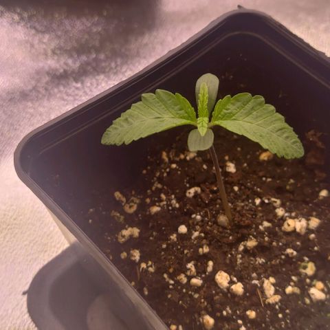 Mimosa Evo growlog timeline photo