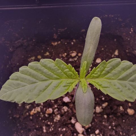 Mimosa Evo growlog timeline photo