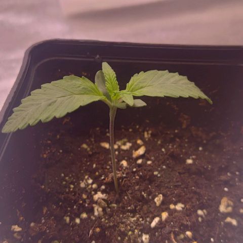 Mimosa Evo growlog timeline photo