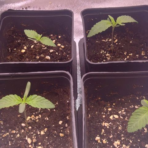 Mimosa Evo growlog timeline photo