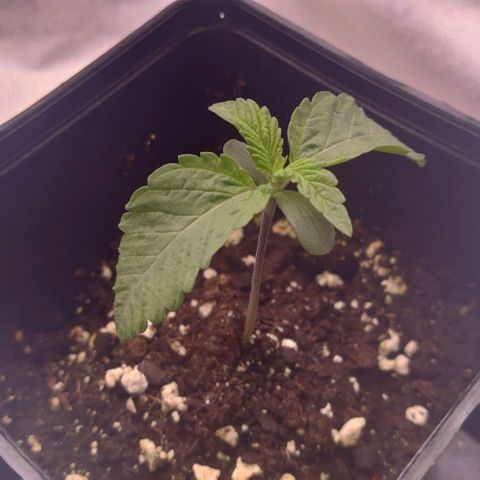 Mimosa Evo growlog timeline photo