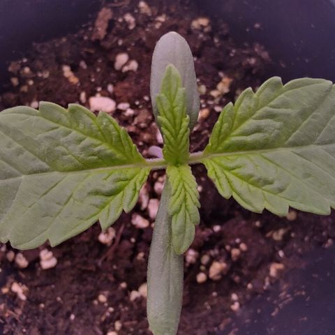 Mimosa Evo growlog timeline photo
