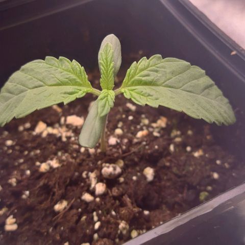 Mimosa Evo growlog timeline photo