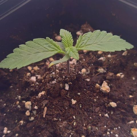 Mimosa Evo growlog timeline photo