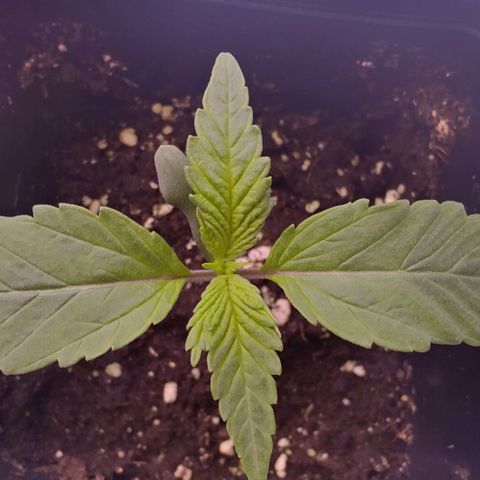Mimosa Evo growlog timeline photo