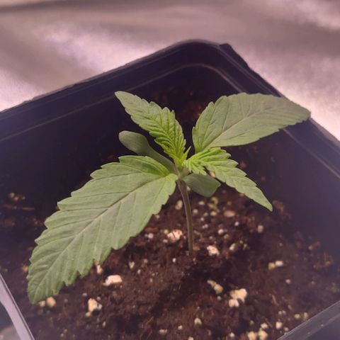 Mimosa Evo growlog timeline photo
