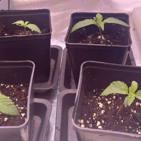Mimosa Evo growlog timeline photo