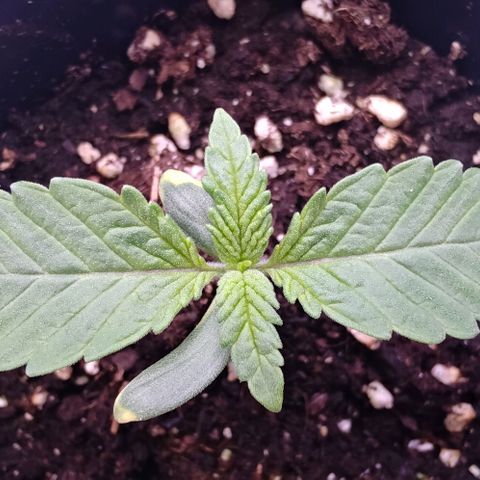 Mimosa Evo growlog timeline photo