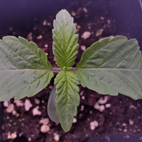 Mimosa Evo growlog timeline photo